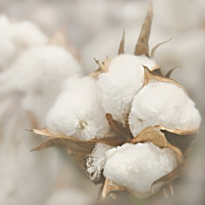 What are some facts about cotton?