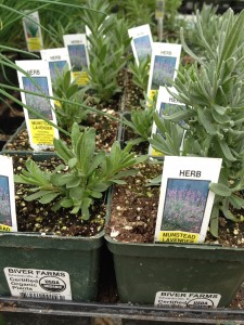 Fresh herbs for sale