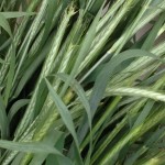 close up of green wheat