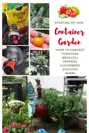 starting a container garden